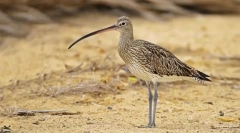 Kroneshnep dalekog istočna